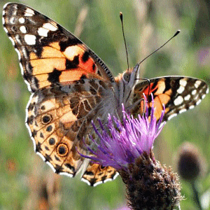 Butterfly Spotter logo
